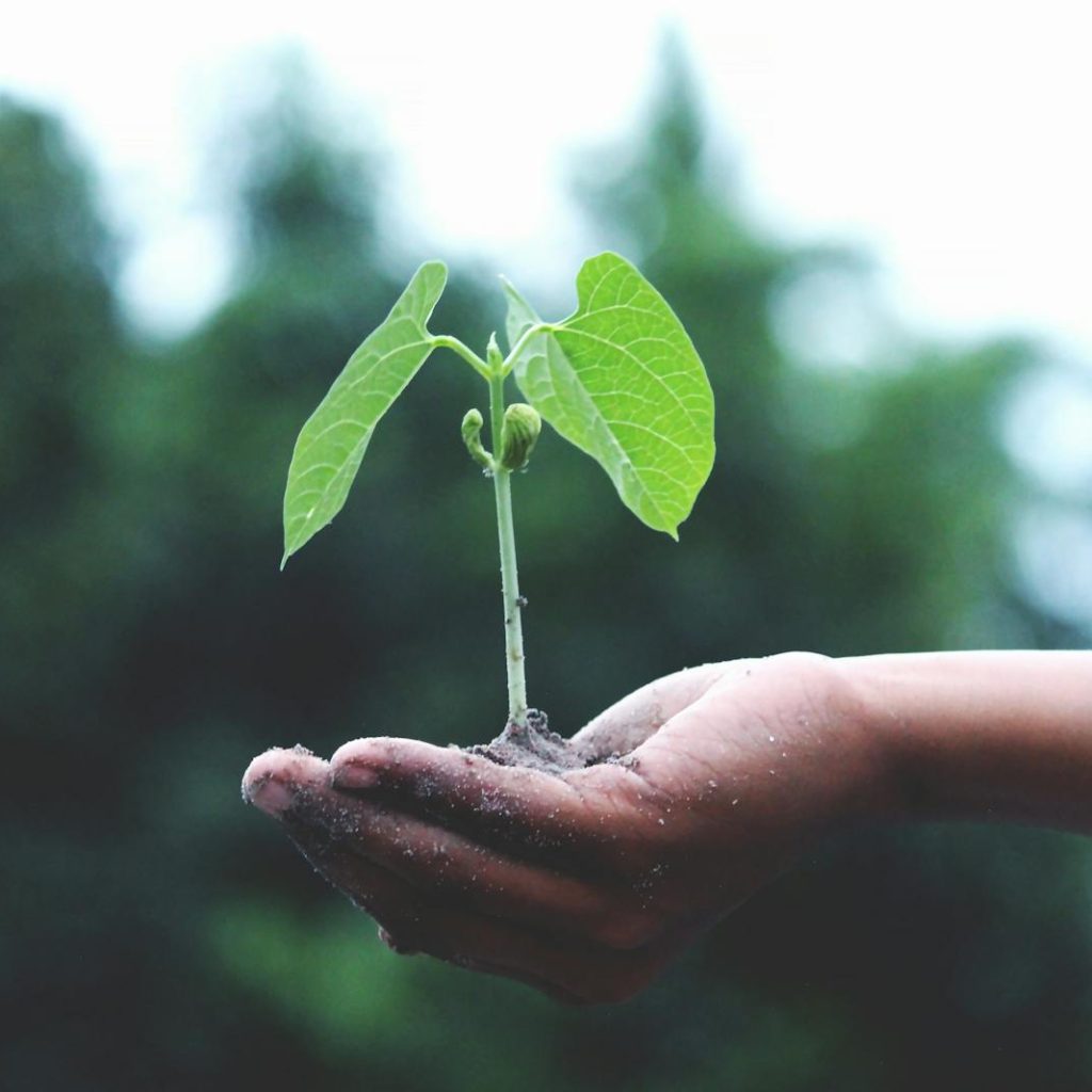 A young sapling held in hands symbolizes growth and sustainability.